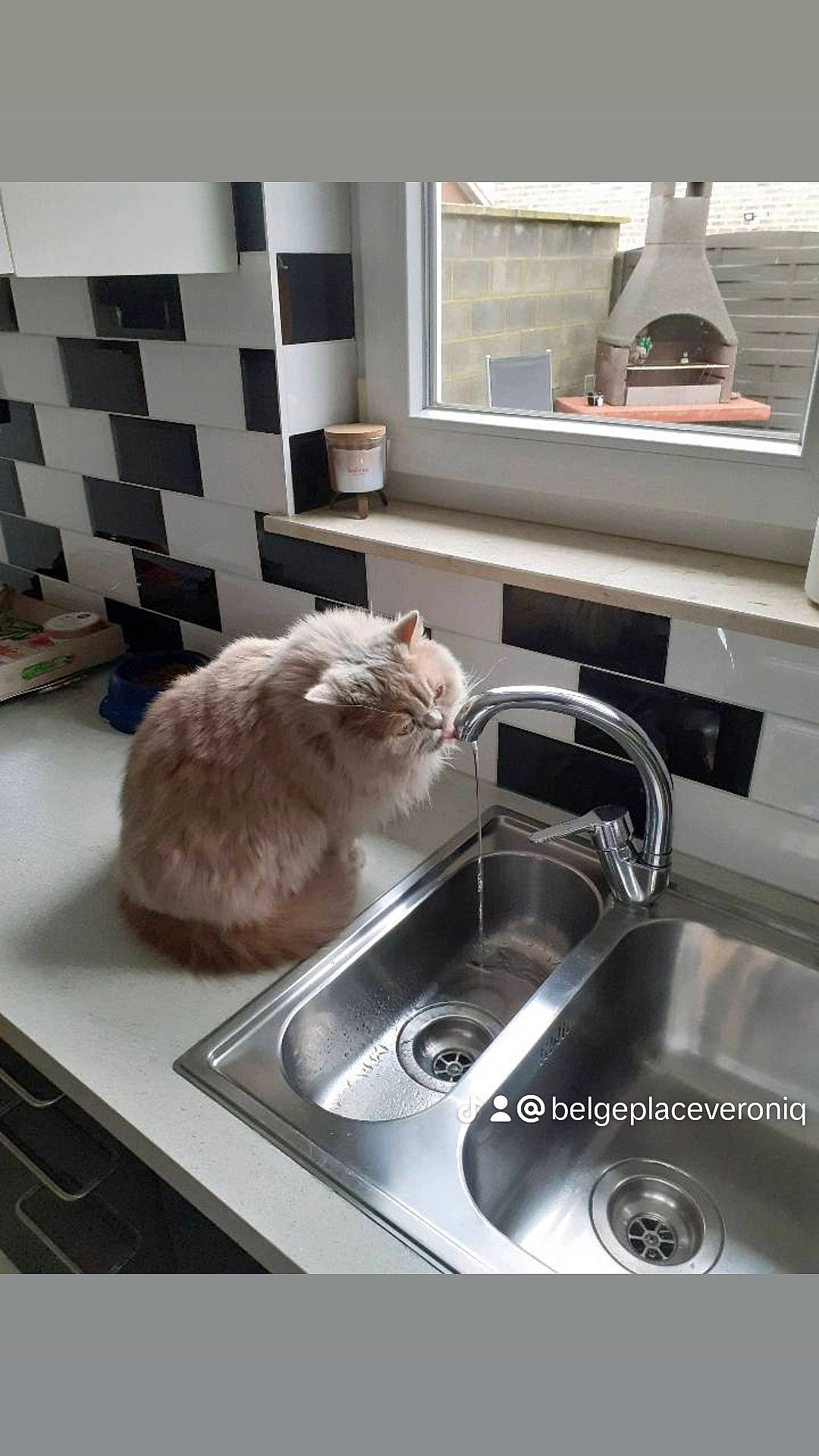 Osmose participe au concours pour gagner de l'argent avec cette photo : cabinetry, carnivore, cat, comfort, countertop, felidae, gas, grey, home_appliance, interior_design, kitchen, kitchen_appliance, kitchen_sink, kitchen_stove, major_appliance, plumbing_fixture, sink, small_to_medium_sized_cats, tap, whiskers