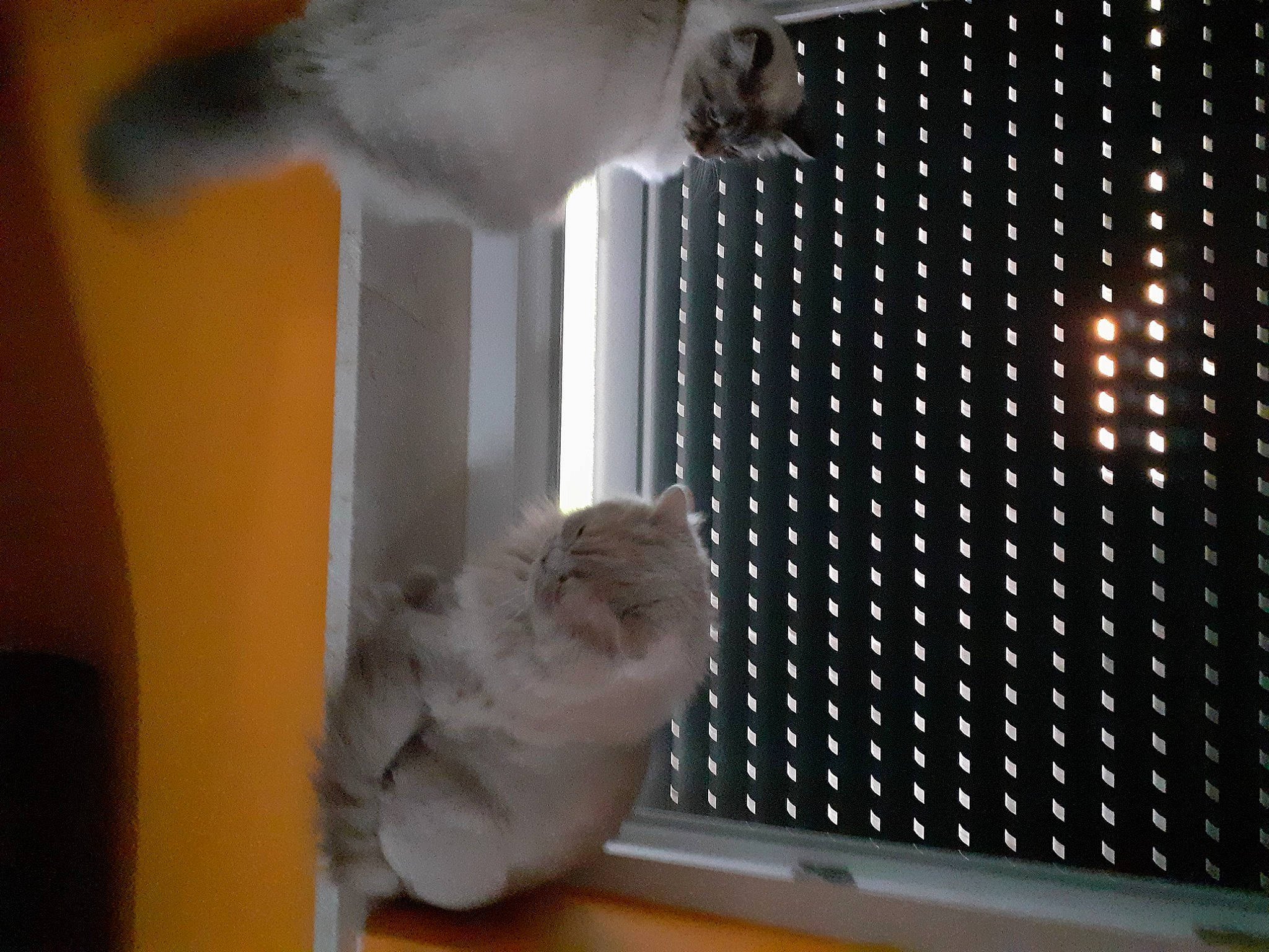 Chane participe au concours pour gagner de l'argent avec cette photo : cage, carnivore, cat, cat_supply, domestic_short_haired_cat, fawn, felidae, fur, grey, mesh, pattern, pet_supply, room, small_to_medium_sized_cats, tail, whiskers, white, wood