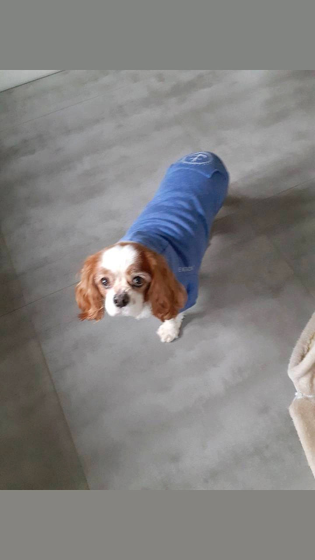 Chance participe au concours pour gagner de l'argent avec cette photo : basset_hound, canidae, carnivore, companion_dog, dog, dog_breed, flooring, fur, hound, hunting_dog, liver, paw, scent_hound, snout, sporting_group, tail, terrestrial_animal, wood, working_dog