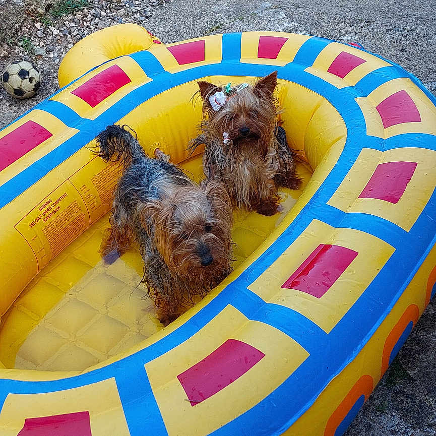 Milka Et Thélya participe au concours pour gagner de l'argent avec cette photo : animal, bow, colorful, concrete, dog, garden, gravel, inflatable_pool, outdoor, pet, playful, resting, small_dog, soccer_ball, summer, sunny, toy, turtle_shape, water, yorkshire_terrier