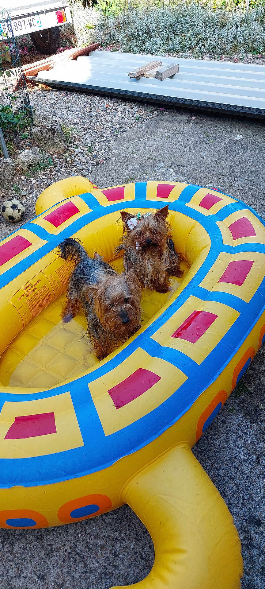 Milka Et Thélya participe au concours pour gagner de l'argent avec cette photo : animal, bow, colorful, concrete, dog, garden, gravel, inflatable_pool, outdoor, pet, playful, resting, small_dog, soccer_ball, summer, sunny, toy, turtle_shape, water, yorkshire_terrier