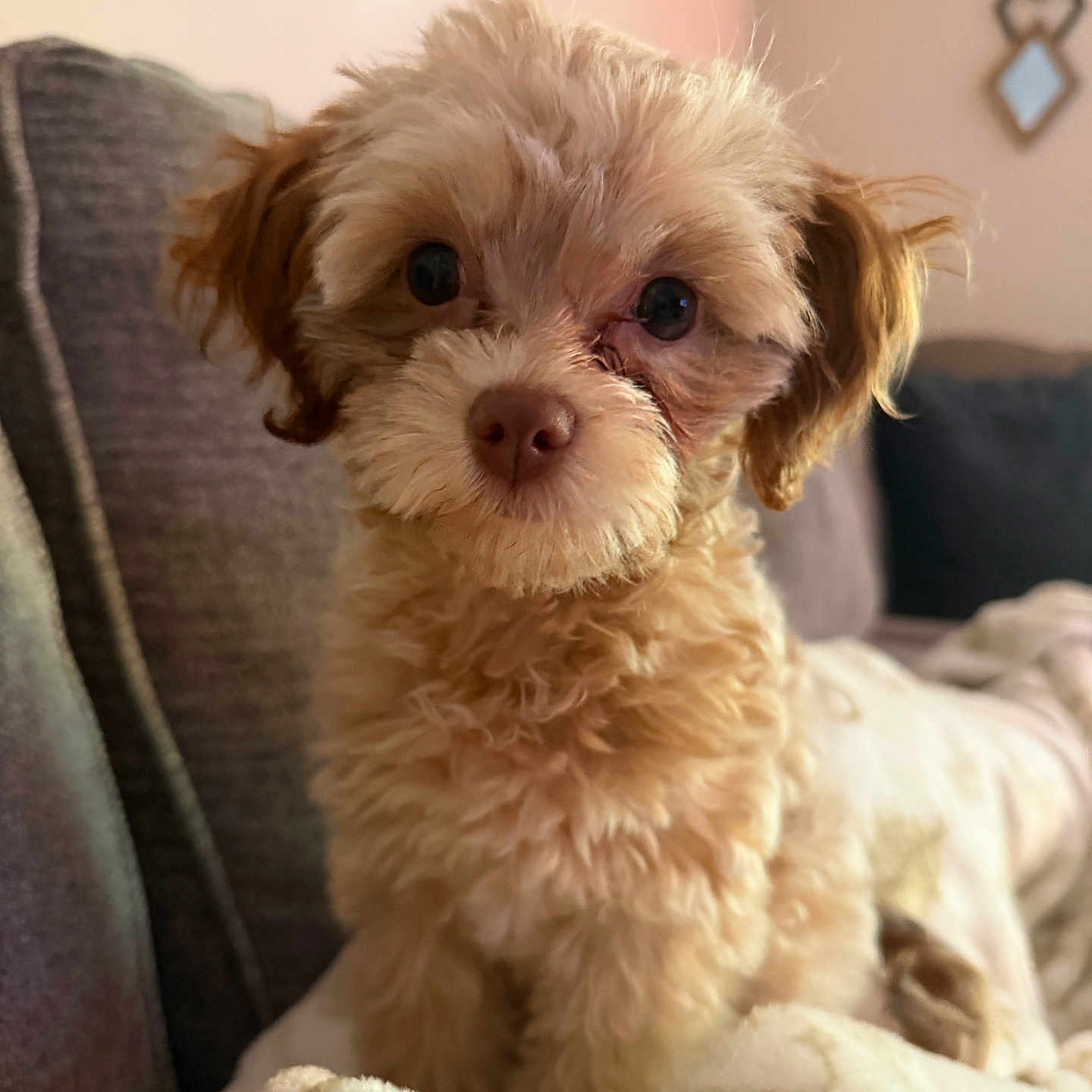 Winnie joined the competition — help win amazing prizes! puppy, dog, pet, curly_fur, brown_fur, indoor, cozy, blanket, couch, furniture, cute, portrait, animal, face, small_dog, fur, companion, domestic_animal, living_room, decor