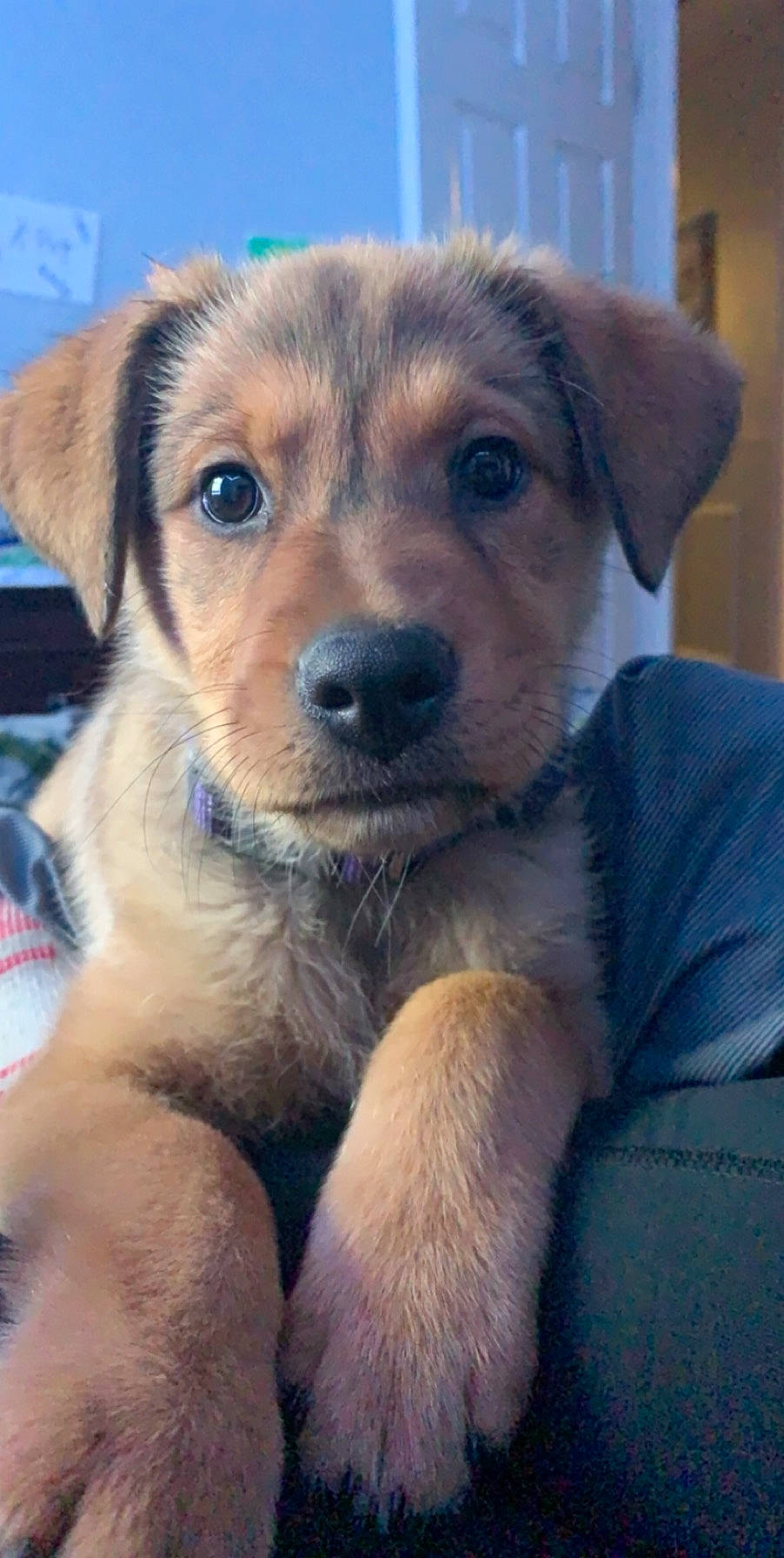 Baby is registered to the contest to win money with this photo: austrian_pinscher, black_and_tan_terrier, canidae, carnivore, companion_dog, dog, dog_breed, fawn, labrador_husky, mammal, nose, potcake_dog, puppy, puppy_love, rare_breed_dog, snout, sporting_group, street_dog, vertebrate, whiskers