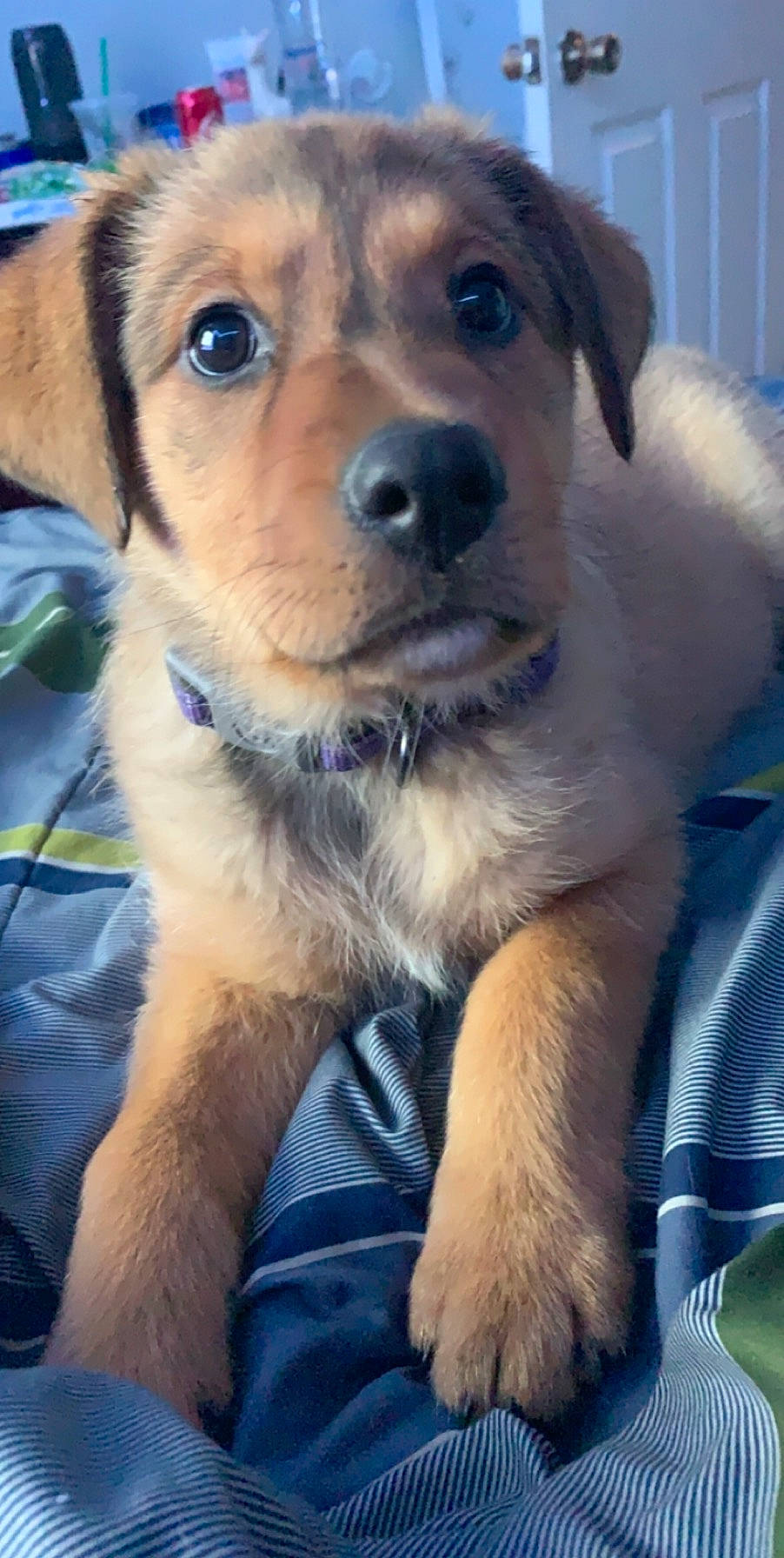 Baby is registered to the contest to win money with this photo: canidae, carnivore, companion_dog, dog, dog_breed, fawn, mammal, nose, puppy, puppy_love, rare_breed_dog, small_greek_domestic_dog, snout, sporting_group, street_dog, vertebrate, whiskers