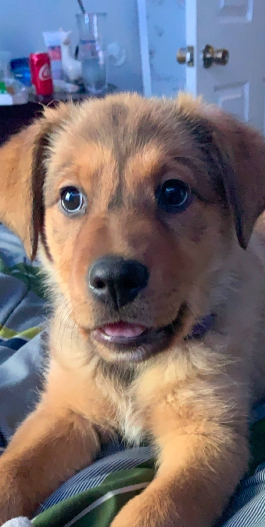 Baby joined the competition — help win amazing prizes! canidae, carnivore, chinook, companion_dog, dog, dog_breed, eye, fawn, mammal, nose, potcake_dog, puppy, puppy_love, rare_breed_dog, small_greek_domestic_dog, snout, sporting_group, street_dog, vertebrate, whiskers