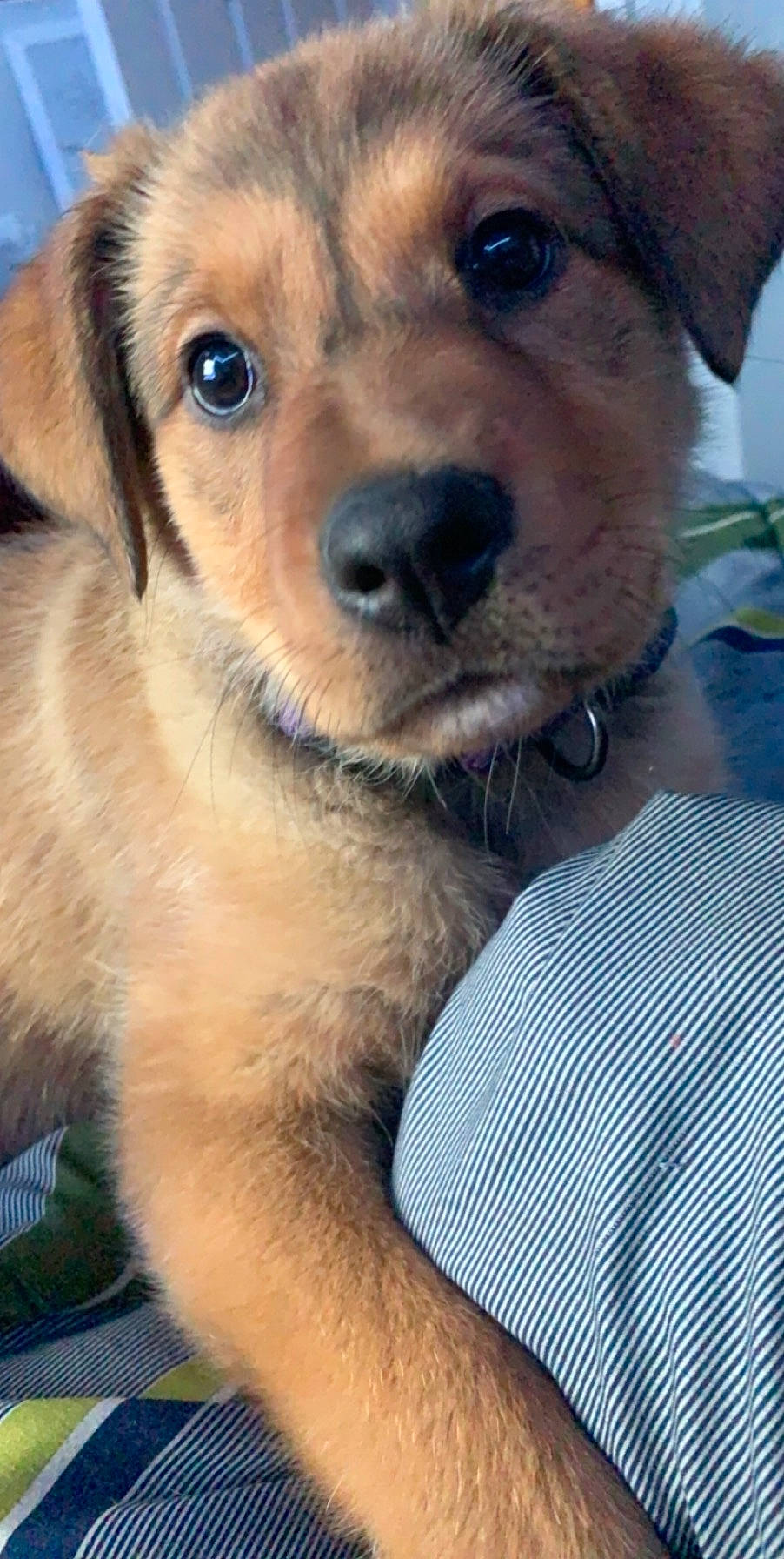 Baby is registered to the contest to win money with this photo: austrian_pinscher, beagador, canidae, carnivore, companion_dog, dog, dog_breed, fawn, labrador_retriever, mammal, nose, potcake_dog, puppy, puppy_love, rare_breed_dog, snout, sporting_group, vertebrate, whiskers