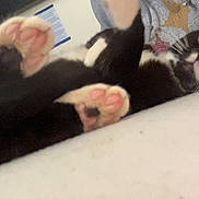 Willow is registered to the contest to win money with this photo: cat, black_and_white_cat, paws, pink_paws, lying_down, curious, indoor, person, grey_shirt, text_on_shirt, bed, white_bed, close_up, pet, animal, feline, whiskers, cute, relaxed, candid