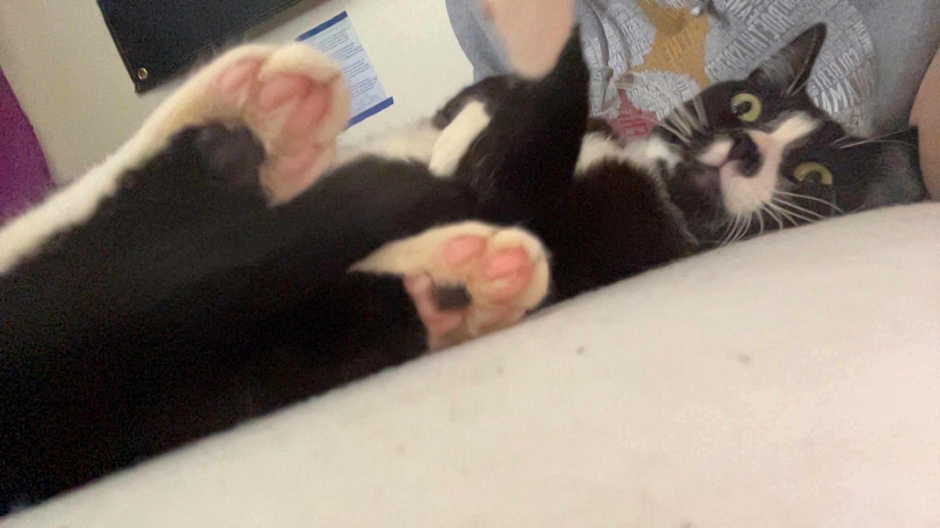 Willow is registered to the contest to win money with this photo: cat, black_and_white_cat, paws, pink_paws, lying_down, curious, indoor, person, grey_shirt, text_on_shirt, bed, white_bed, close_up, pet, animal, feline, whiskers, cute, relaxed, candid