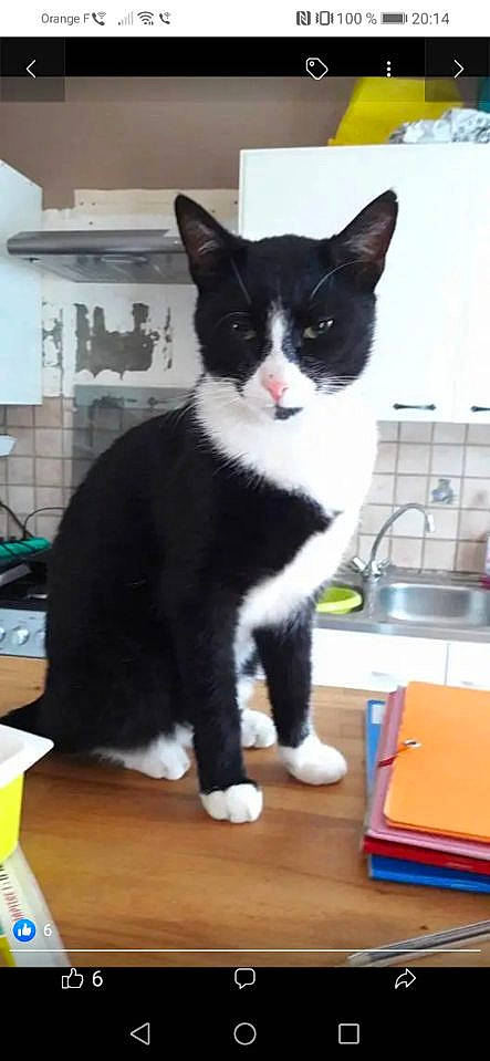 Luigui participe au concours pour gagner de l'argent avec cette photo : black_cat, carnivore, cat, domestic_short_haired_cat, felidae, flooring, formal_wear, fur, hardwood, kitchen_appliance, kitchen_sink, mixer, paw, plumbing_fixture, sink, small_to_medium_sized_cats, snout, tail, tap, whiskers