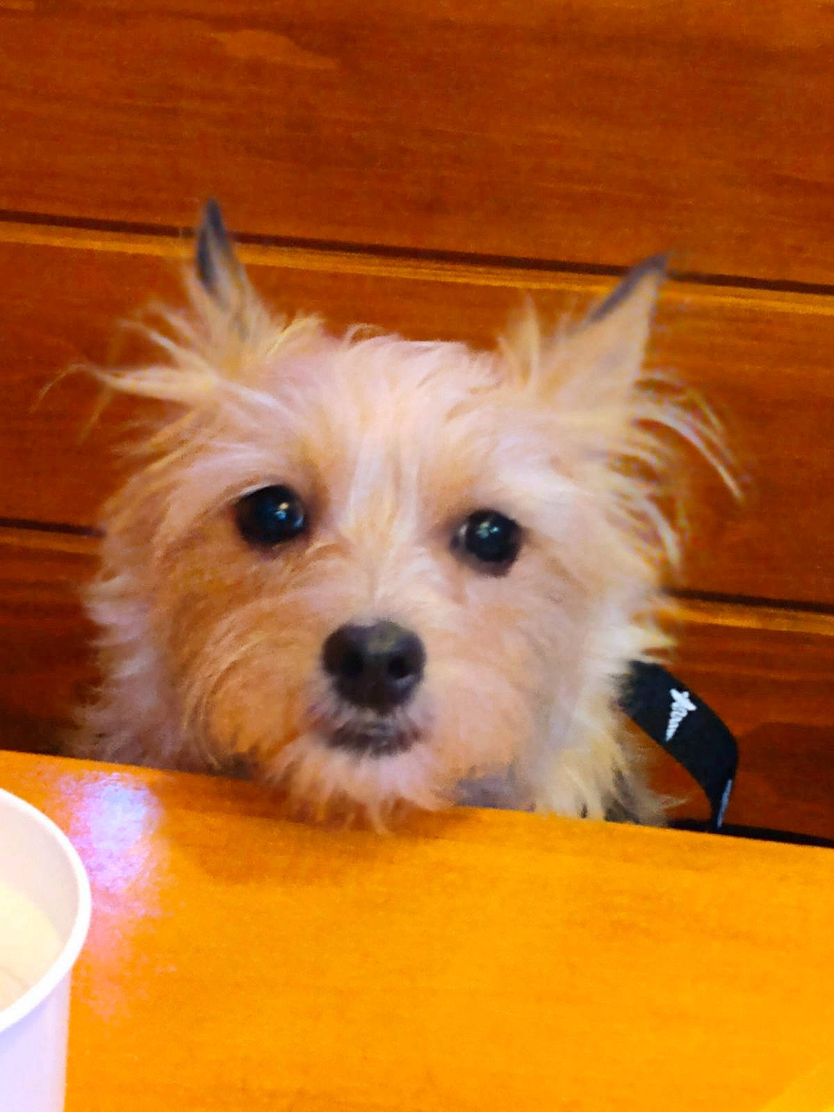 Copper joined the competition — help win amazing prizes! biewer_terrier, canidae, carnivore, companion_dog, dog, dog_breed, dog_supply, fawn, fur, maltepoo, small_terrier, snout, terrestrial_animal, terrier, toy_dog, wood, working_animal, yorkipoo, yorkshire_terrier