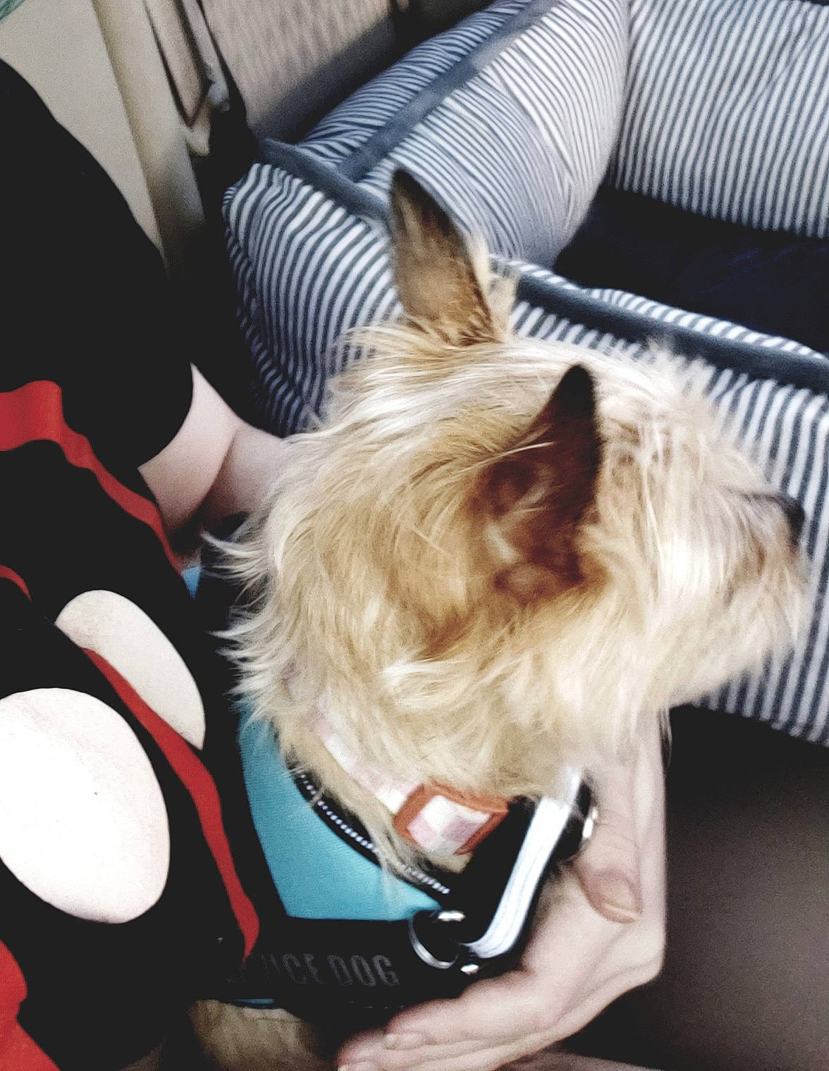 Copper joined the competition — help win amazing prizes! canidae, carnivore, collar, comfort, companion_dog, couch, dog, dog_breed, dog_supply, fashion_accessory, fawn, felidae, fur, pet_supply, small_terrier, snout, sporting_group, terrier, toy_dog, working_animal