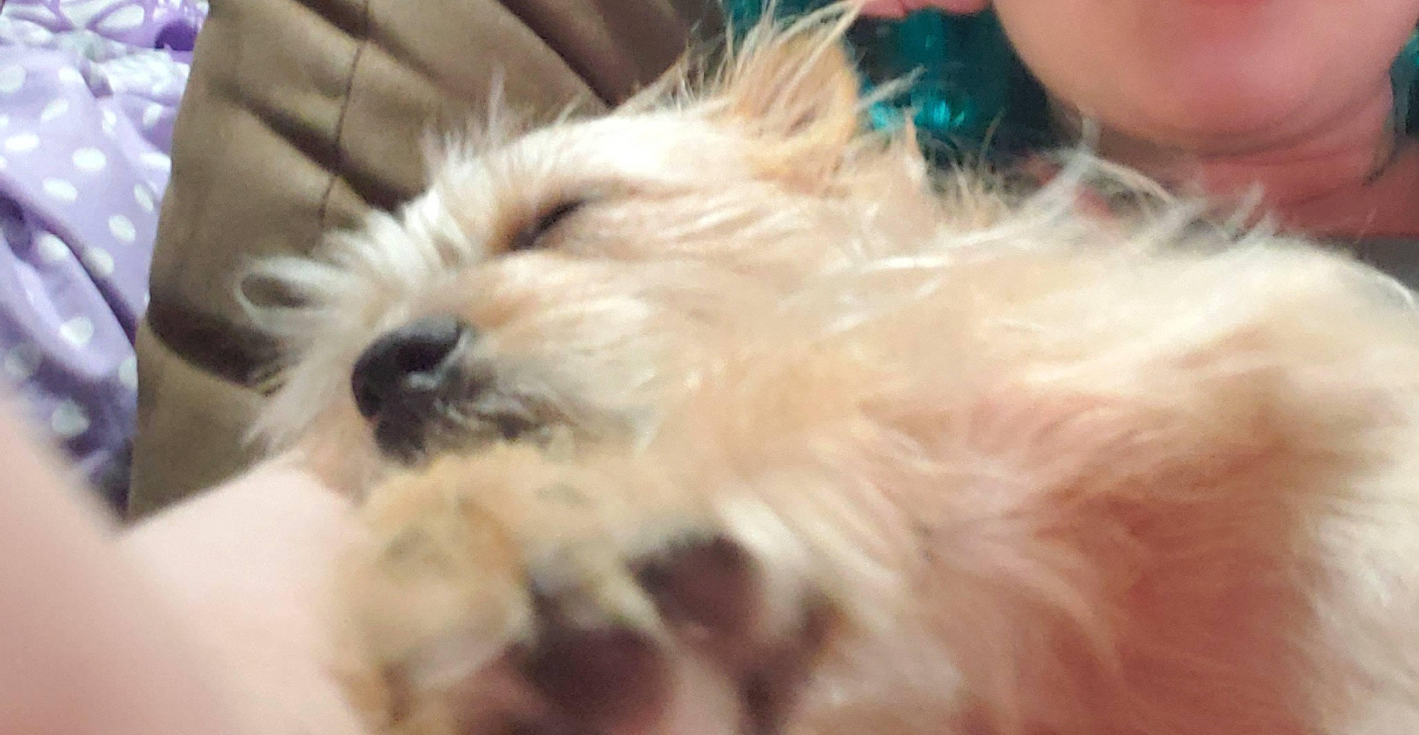 Copper is registered to the contest to win money with this photo: biewer_terrier, canidae, carnivore, companion_dog, dog, dog_breed, fur, mal_shi, maltepoo, non_sporting_group, poodle_crossbreed, puppy, puppy_love, shih_poo, small_terrier, snout, sporting_group, terrier, toy_dog, working_animal