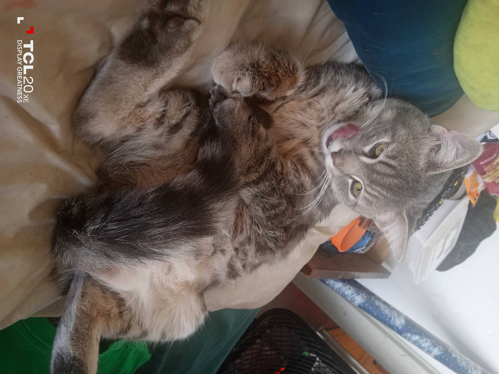 Nugget joined the competition — help win amazing prizes! carnivore, cat, claw, domestic_short_haired_cat, ear, felidae, fur, mammal, paw, small_to_medium_sized_cats, tail, vertebrate, whiskers