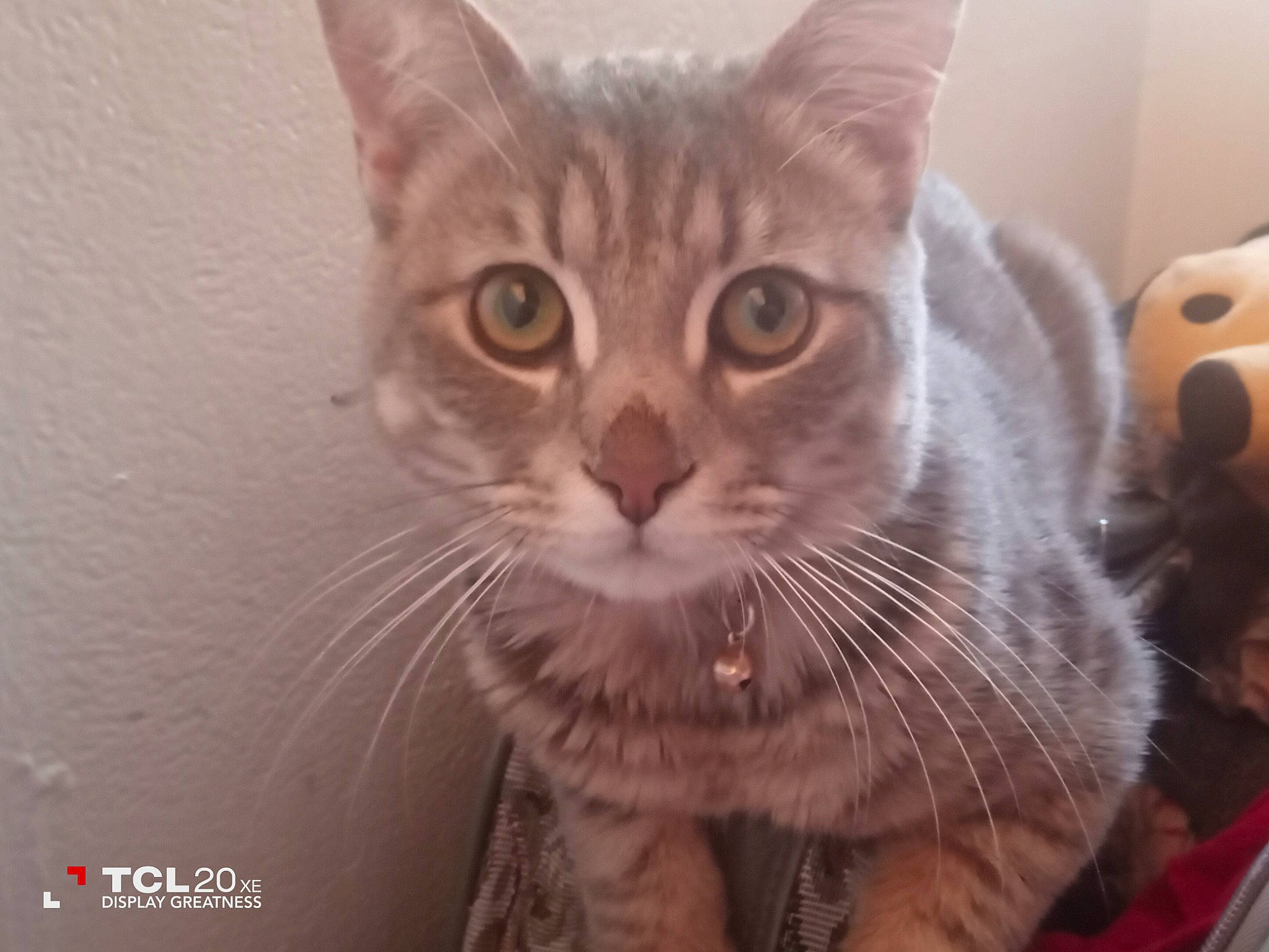 Nugget joined the competition — help win amazing prizes! carnivore, cat, domestic_short_haired_cat, felidae, fur, paw, small_to_medium_sized_cats, snout, terrestrial_animal, whiskers, window