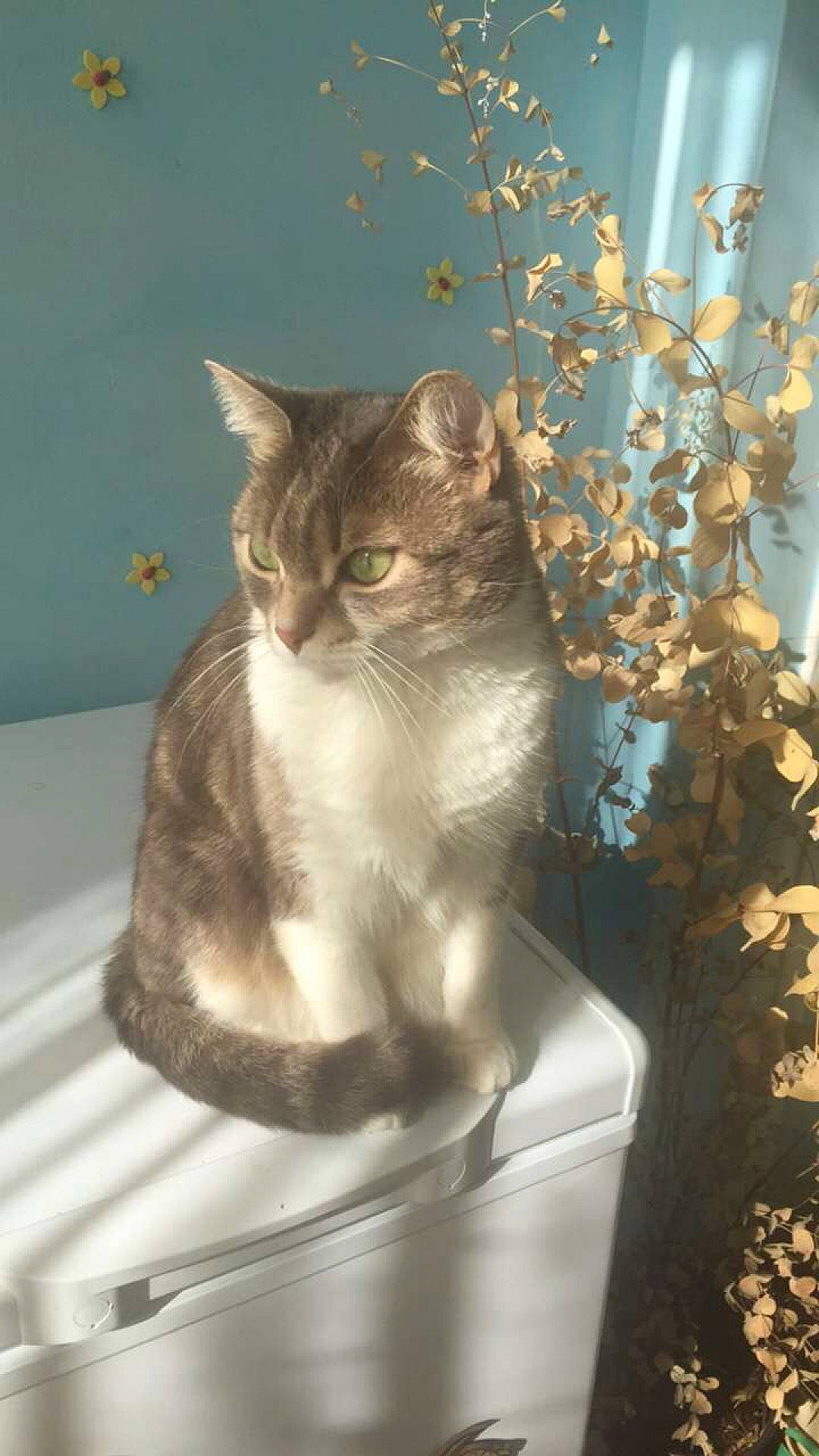 Miaous participe au concours pour gagner de l'argent avec cette photo : carnivore, cat, domestic_short_haired_cat, door, eye, fawn, felidae, flowerpot, fur, houseplant, plant, room, sitting, small_to_medium_sized_cats, snout, tail, twig, whiskers, window, wood