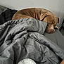 dog, sleeping, bed, blanket, brown_dog, indoor, resting, cozy, curled_up, napping, pet, fur, quiet, relaxation, home, comfort, animal, peaceful, soft, gray