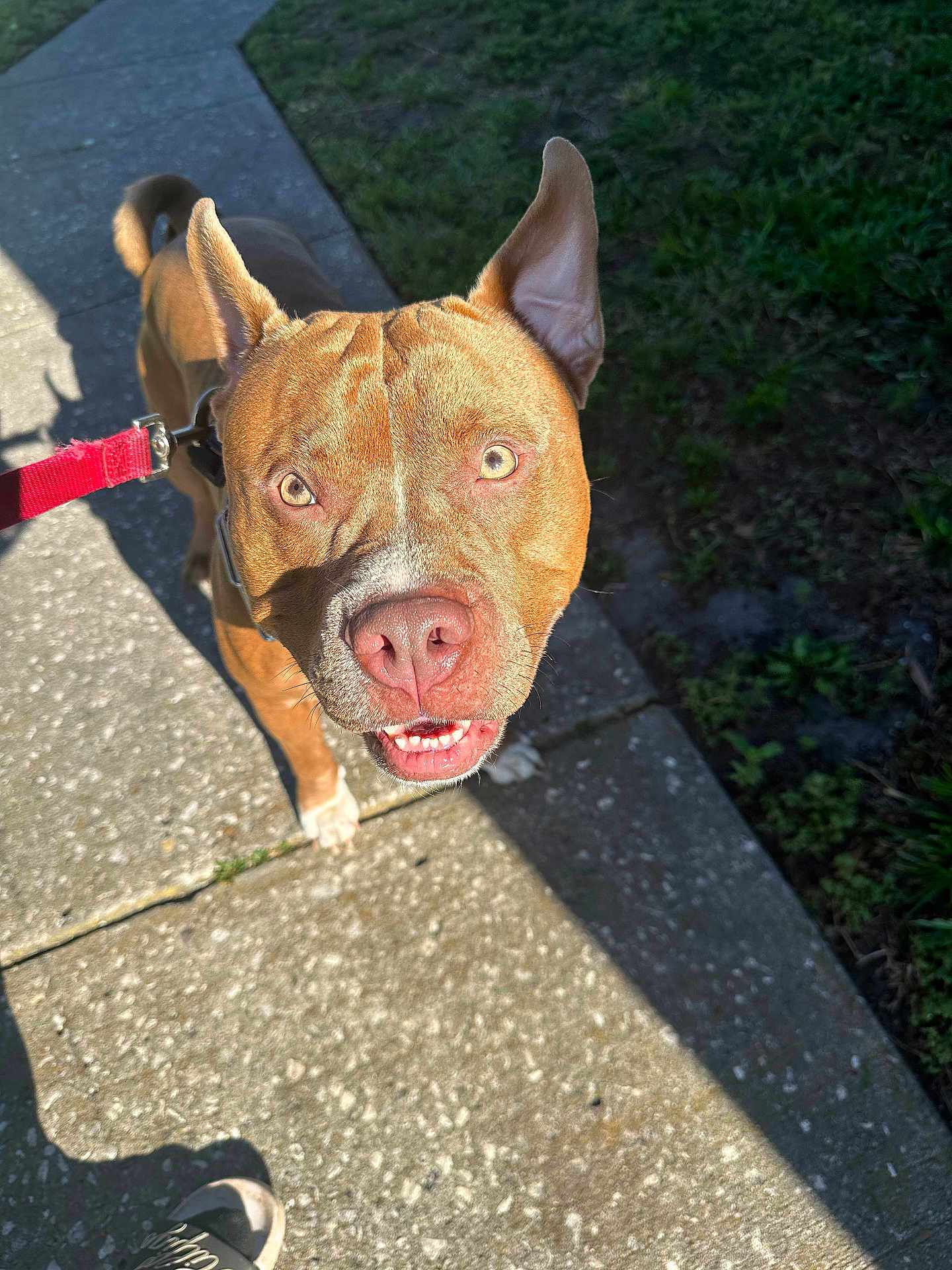 Rico is registered to the contest to win money with this photo: dog, leash, sidewalk, sunlight, outdoor, pet, canine, happy, ears_up, brown_coat, walking, curious, smiling, paw, greenery, nature, daylight, closeup, animal, friendly