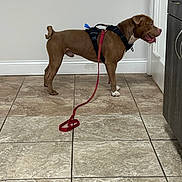Rico joined the competition — help win amazing prizes! dog, brown_dog, harness, leash, indoor, tile_floor, door, wall, cabinet, curious, pet, animal, standing, side_view, floor, house, domestic, alert, canine, leash_handle