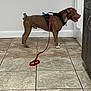 dog, brown_dog, harness, leash, indoor, tile_floor, door, wall, cabinet, curious, pet, animal, standing, side_view, floor, house, domestic, alert, canine, leash_handle