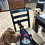 dog, brown_dog, small_dog, person, pajama_pants, mickey_mouse, holiday_socks, chair, kitchen, tile_floor, wooden_cabinets, refrigerator, table, trash_can, domestic_animals, indoor, curious, pets, footwear, relaxing