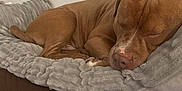 Rico is registered to the contest to win money with this photo: dog, sleeping, brown_dog, blanket, couch, indoor, resting, pet, cozy, fur, canine, relaxation, snout, paw, quiet, home, animal, curled_up, peaceful, soft