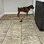 dog, brown_dog, harness, leash, tile_floor, indoor, door, cabinet, wall, baseboard, floor_tile, pet, animal, standing, side_view, leash_loop, minimalist, clean, room, quiet