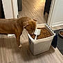 Rico joined the competition — help win amazing prizes! dog, brown_dog, kibble, food_container, scoop, indoor, wooden_floor, pet_food, pet, canine, sniffing, floor, bowl, feeding_area, home, curious, animal, container, kitchen, doorway