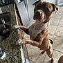 dog, brown_dog, white_paws, kitchen, granite_countertop, refrigerator, sink, tile_floor, curious, standing, pet, domestic, indoor, canine, household, looking_up, counter, paw, ears, short_hair