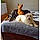 Mes Chiens