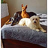 Mes Chiens participe au concours pour gagner de l'argent avec cette photo : animal, bed, black_dog, brown_dog, canine, companion, cozy, dog, domestic_animal, furniture, home, indoor, laying, pet, quilt, relaxing, resting, sunlight, three_dogs, white_dog