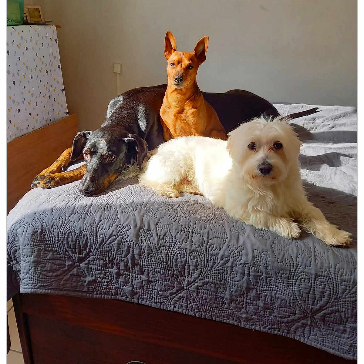 Mes Chiens