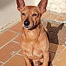 alert, animal, brown_dog, calm, canine, closeup, companion, daytime, dog, ears, outdoor, paw, pet, portrait, shadow, sitting, small_dog, sunlight, terracotta_tiles, wall
