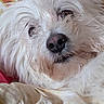 Mes Chiens participe au concours pour gagner de l'argent avec cette photo : animal, canine, close_up, cozy, cute, dog, face, fluffy, fur, indoor, muzzle, nose, pet, portrait, relaxed, resting, sleepy, soft_texture, whiskers, white_dog