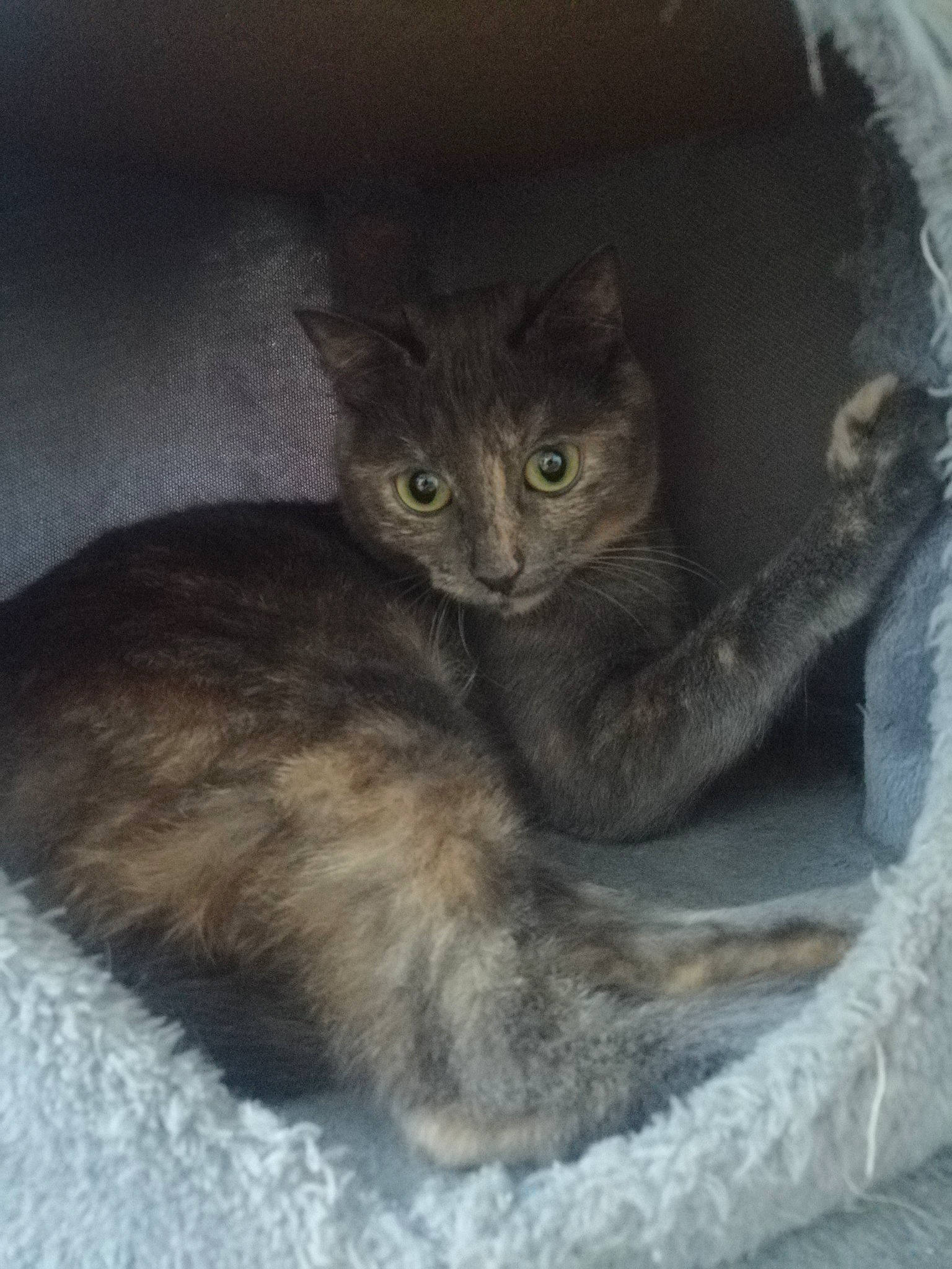 Mouna a rejoint le concours — aidez-le/la à gagner de superbes lots ! carnivore, cat, cat_supply, claw, comfort, domestic_short_haired_cat, felidae, fur, grey, paw, sitting, small_to_medium_sized_cats, snout, tail, terrestrial_animal, whiskers, window