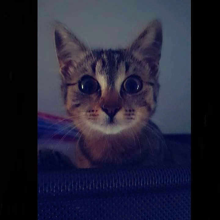Vaïanna a rejoint le concours — aidez-le/la à gagner de superbes lots ! animal, cat, close_up, curious, cute, dark_background, ears, face, feline, fur, indoor, kitten, looking, pet, portrait, small, texture, whiskers, wide_eyes, young