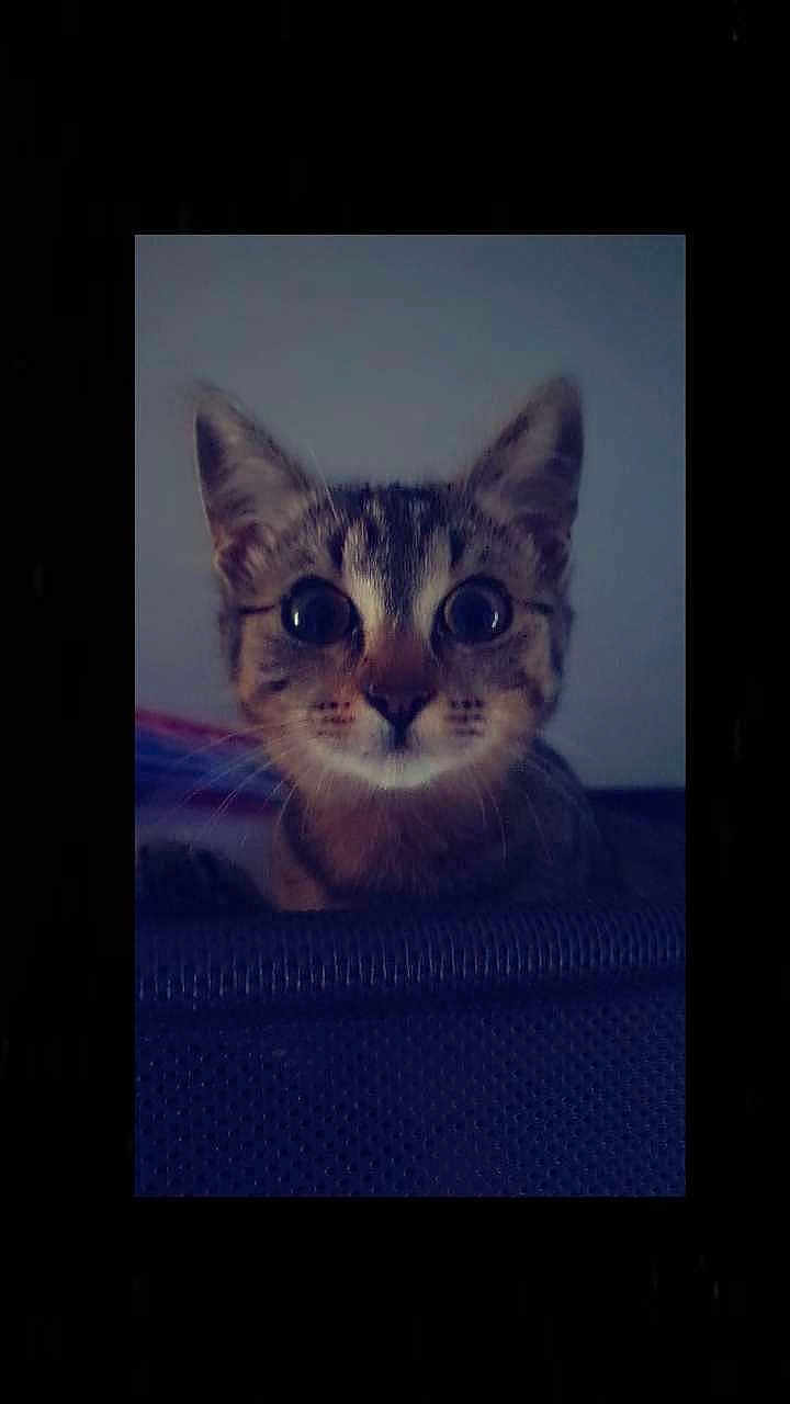 Vaïanna a rejoint le concours — aidez-le/la à gagner de superbes lots ! cat, kitten, close_up, wide_eyes, curious, pet, animal, feline, young, portrait, whiskers, ears, fur, indoor, looking, texture, dark_background, cute, small, face