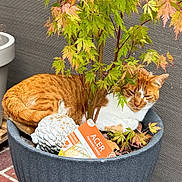Spéculos participe au concours pour gagner de l'argent avec cette photo : cat, plant, pot, orange_cat, green_leaves, japanese_maple, outdoor, pet, feline, animal, nature, resting, cozy, leafy, garden, container, decor, relaxed, cute, fluffy