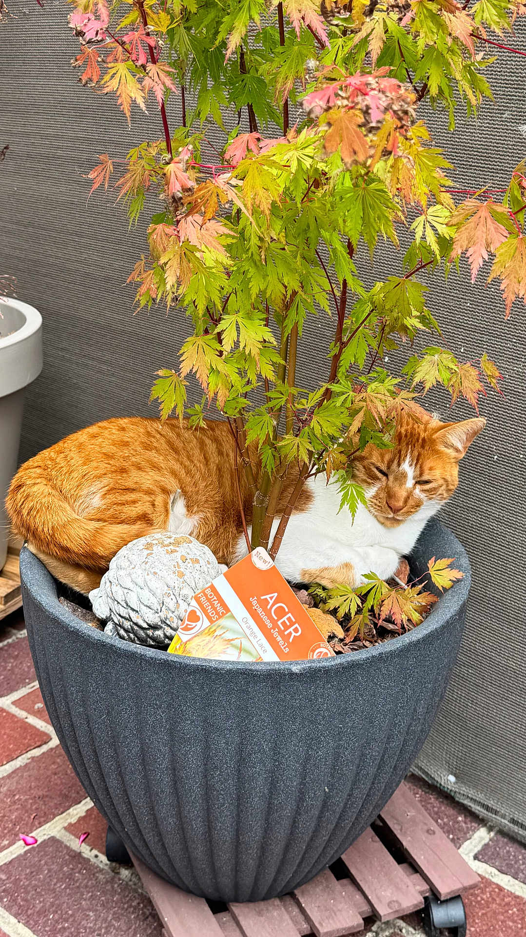 Spéculos participe au concours pour gagner de l'argent avec cette photo : cat, plant, pot, orange_cat, green_leaves, japanese_maple, outdoor, pet, feline, animal, nature, resting, cozy, leafy, garden, container, decor, relaxed, cute, fluffy