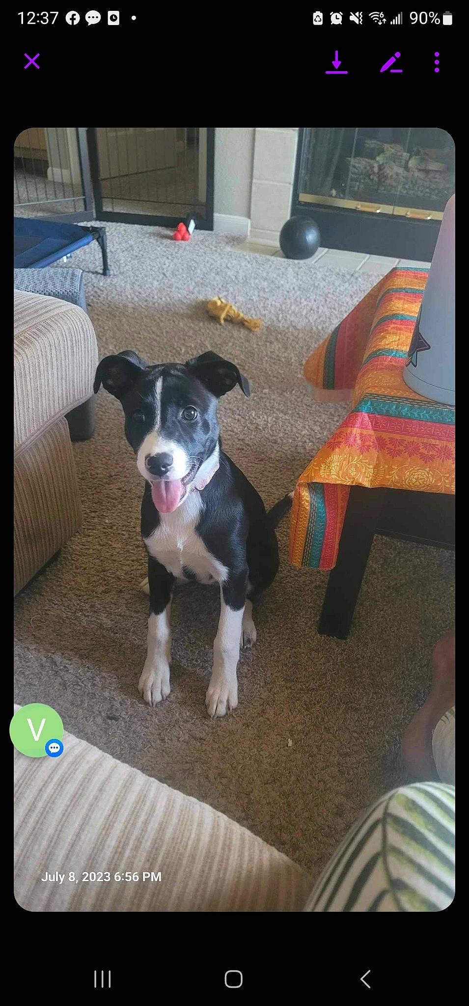 Lunatic joined the competition — help win amazing prizes! canidae, carnivore, collar, companion_dog, dog, dog_breed, dog_collar, dog_supply, fawn, flooring, hardwood, non_sporting_group, pet_supply, puppy, rectangle, snout, sporting_group, tail, working_animal, working_dog