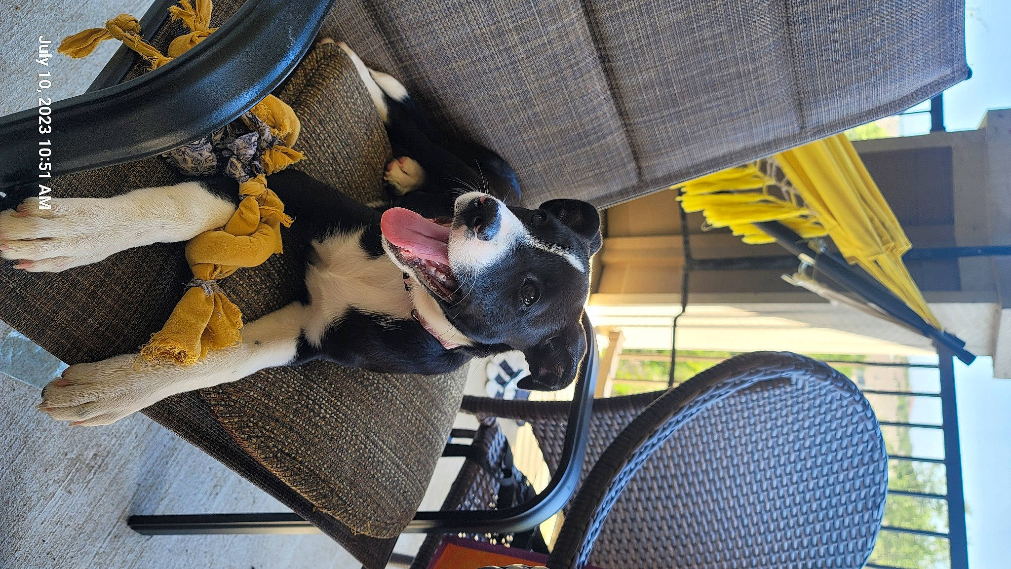 Lunatic is registered to the contest to win money with this photo: auto_part, automotive_exterior, automotive_tire, bag, car, car_seat, car_seat_cover, carnivore, collar, comfort, companion_dog, dog, dog_breed, eyewear, fawn, luggage_and_bags, motor_vehicle, sporting_group, vehicle, vehicle_door