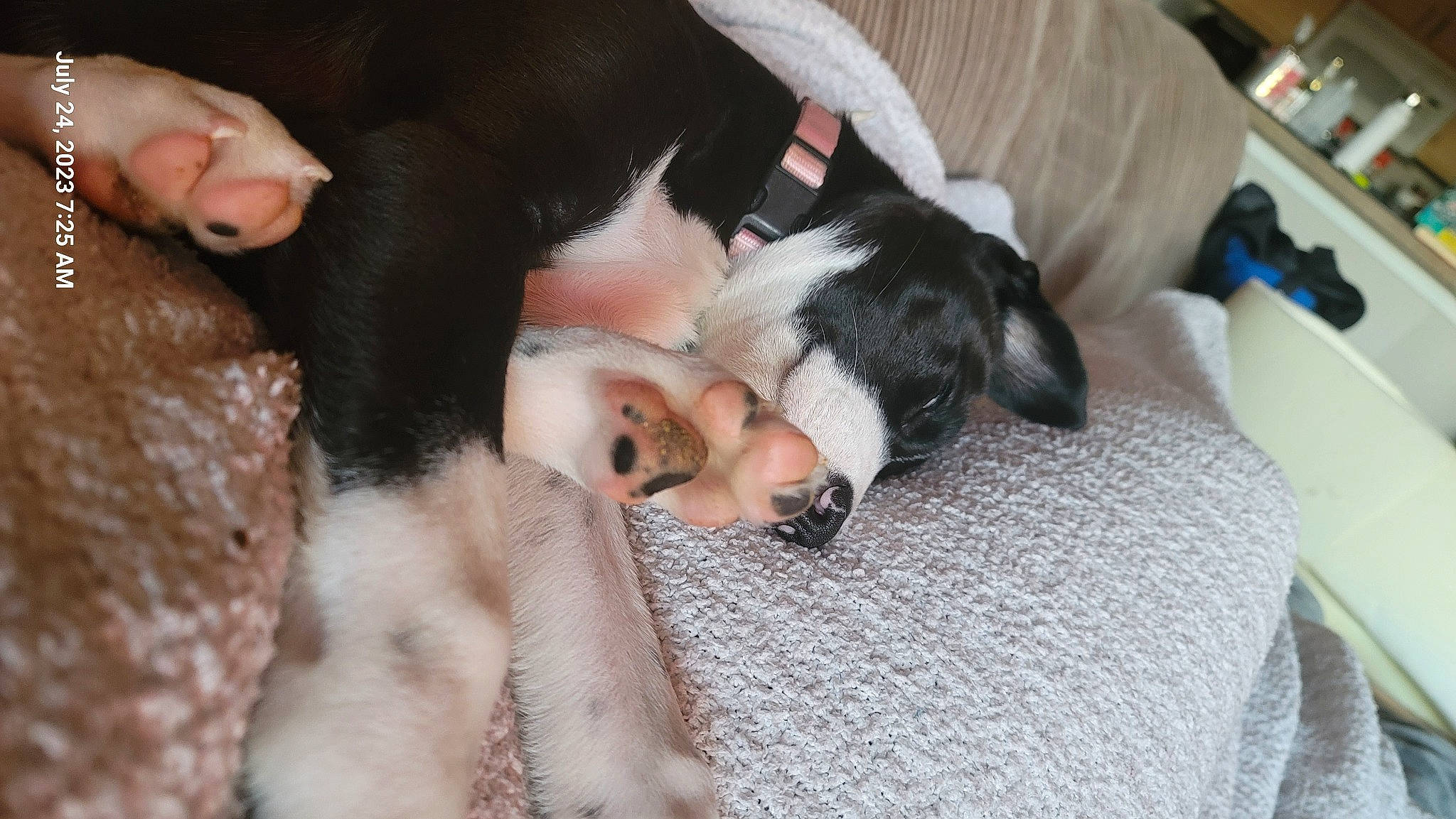 Lunatic is registered to the contest to win money with this photo: canidae, carnivore, comfort, companion_dog, dog, dog_breed, fawn, felidae, fur, nap, non_sporting_group, paw, sleep, small_to_medium_sized_cats, snout, sporting_group, tail, toy_dog, whiskers, working_animal