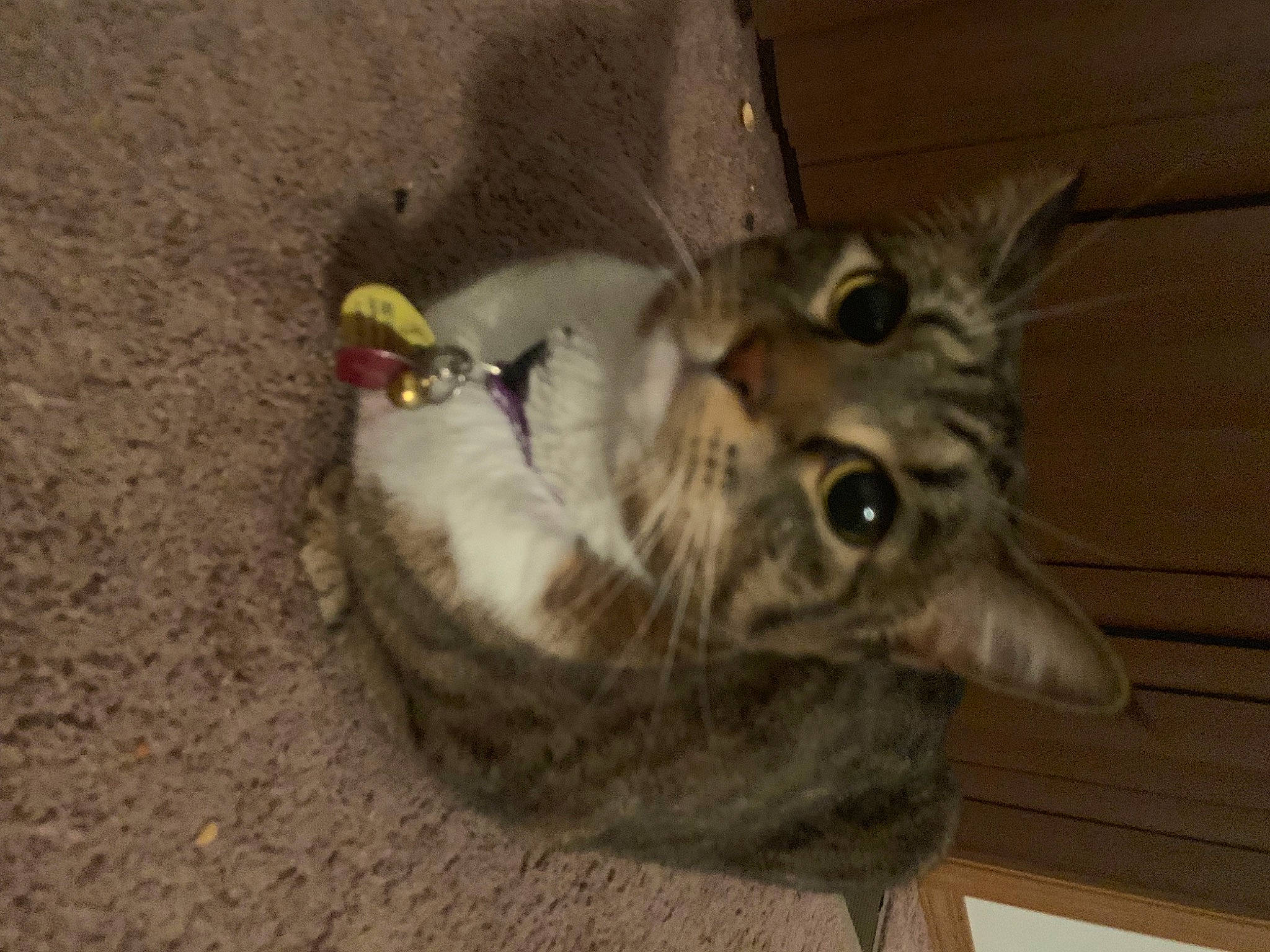 Cheetah is registered to the contest to win money with this photo: carnivore, cat, domestic_short_haired_cat, dragon_li, european_shorthair, felidae, ocicat, small_to_medium_sized_cats, tabby_cat, whiskers