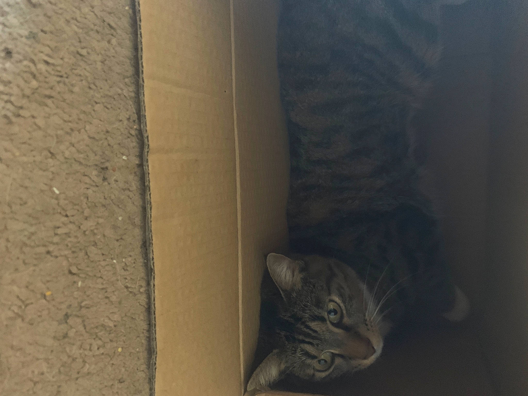 Cheetah is registered to the contest to win money with this photo: asian, carnivore, cat, domestic_short_haired_cat, european_shorthair, fawn, felidae, fur, small_to_medium_sized_cats, snout, tabby_cat, tail, whiskers, wood