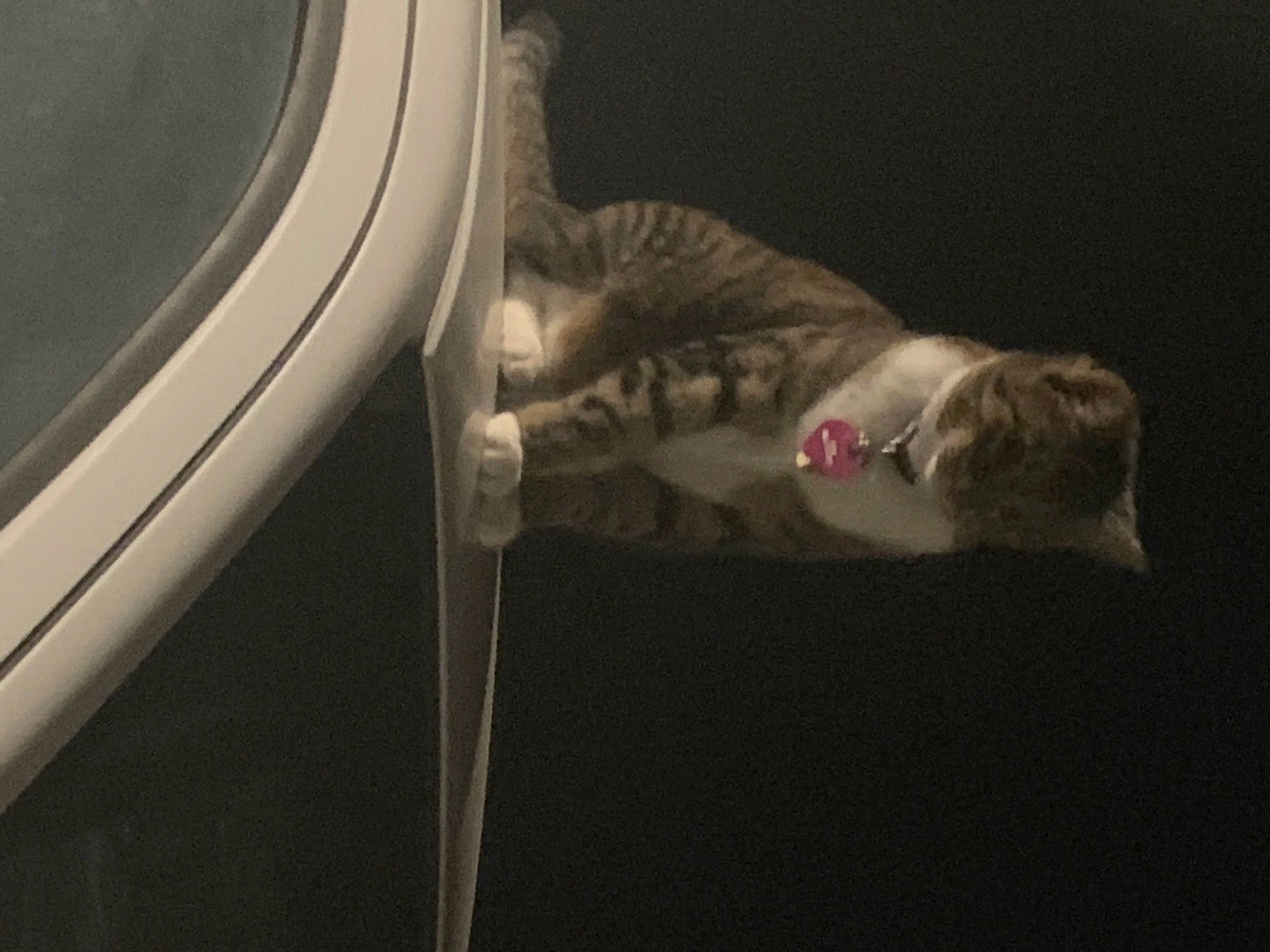 Cheetah is registered to the contest to win money with this photo: cat, felidae, kitten, small_to_medium_sized_cats, tail