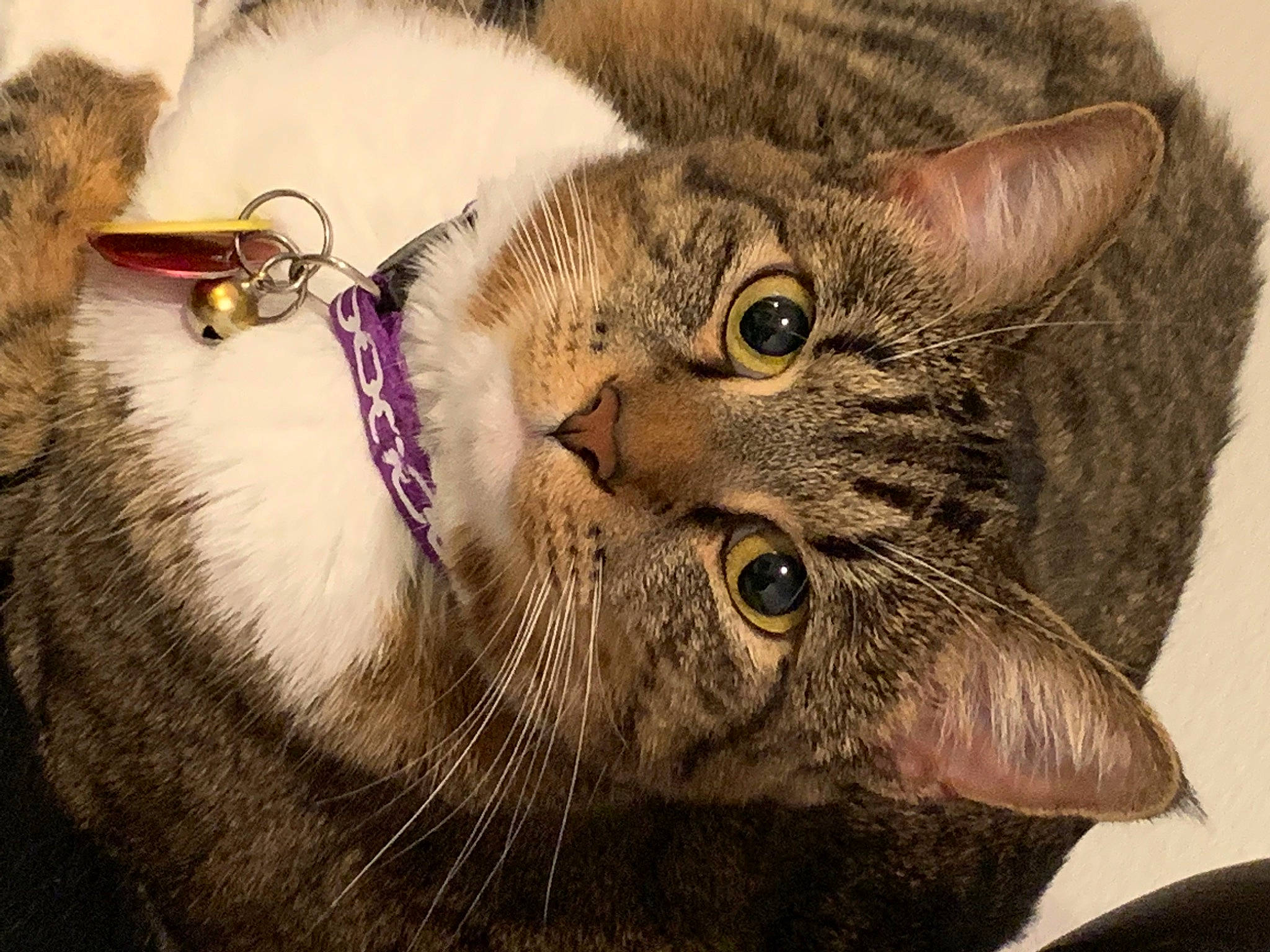 Cheetah joined the competition — help win amazing prizes! american_bobtail, american_shorthair, american_wirehair, asian, carnivore, cat, close_up, domestic_short_haired_cat, dragon_li, european_shorthair, eye, felidae, fur, kitten, mammal, pixie_bob, small_to_medium_sized_cats, snout, tabby_cat, whiskers