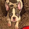animal, bed, brown, closeup, cute, dog, ears, eyes, face, fluffy, french_bulldog, indoor, looking, nose, paws, pet, puppy, resting, toy, white