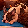 Rigel participe au concours pour gagner de l'argent avec cette photo : animal, blue_mat, brown_and_white, close_up, companion, cozy, cushion, cute, dog, domestic_animal, ears_up, floor, french_bulldog, indoor, lying_down, pet, plush_toy, relaxed, resting, sleepy