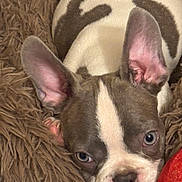Rigel a rejoint le concours — aidez-le/la à gagner de superbes lots ! animal, blanket, blue_eyes, boston_terrier, brown, close_up, cozy, cute, dog, ears, face, fur, indoor, pet, puppy, resting, snout, soft, toy, white