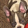 animal, blanket, blue_eyes, boston_terrier, brown, close_up, cozy, cute, dog, ears, face, fur, indoor, pet, puppy, resting, snout, soft, toy, white