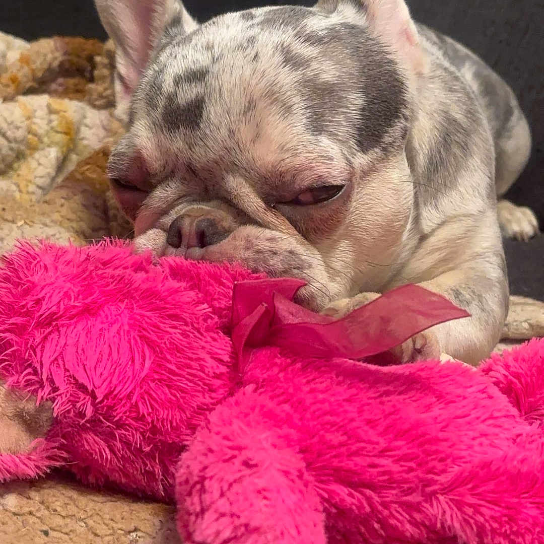 Vhiby a rejoint le concours — aidez-le/la à gagner de superbes lots ! animal, blanket, bostonbull, boxer, bulldog, canine, cushion, dog, dogbed, frenchbulldog, homedecor, person, pet, pitbull, puppy, purple, quilt, sleeping, whitedog